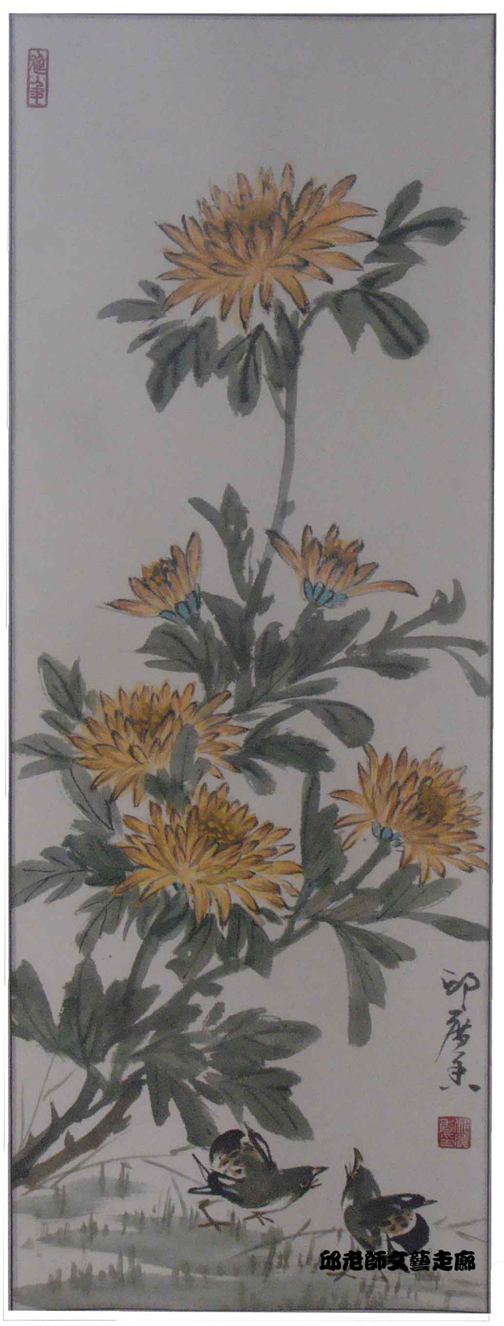 雛菊
